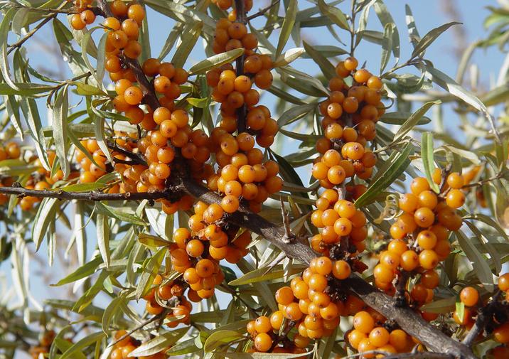 Sea Buckthorn seeds Hippophae rhamnoides seeds